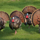 Illustration for article titled New Jerseys wild turkeys seek revenge on senior citizens, former MLB third baseman